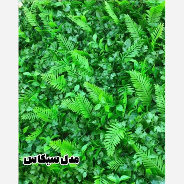 گرین وال برگ سیکاس (دیوار سبز) ابعاد 50در50 cm (پس کرایه)