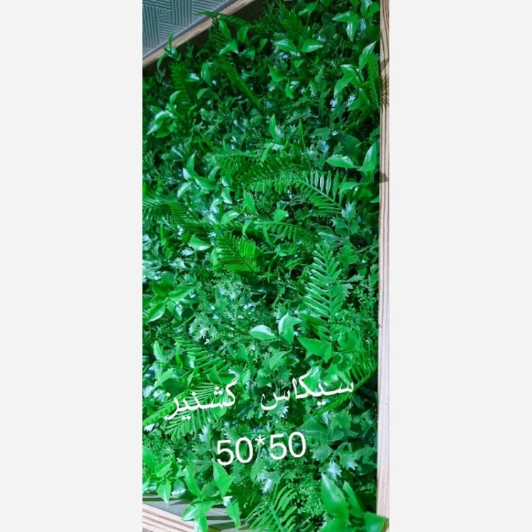 گرین وال برگ سیکاس گشنیز ابعاد 50در50 cm (دیوار سبز/گرینوال)(پس کرایه)