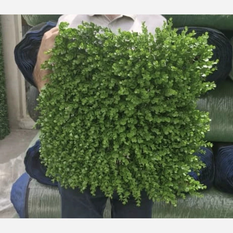 گرین وال شمشادی پرتراکم (دیوار سبز) 50در50 cm،(پس کرایه )