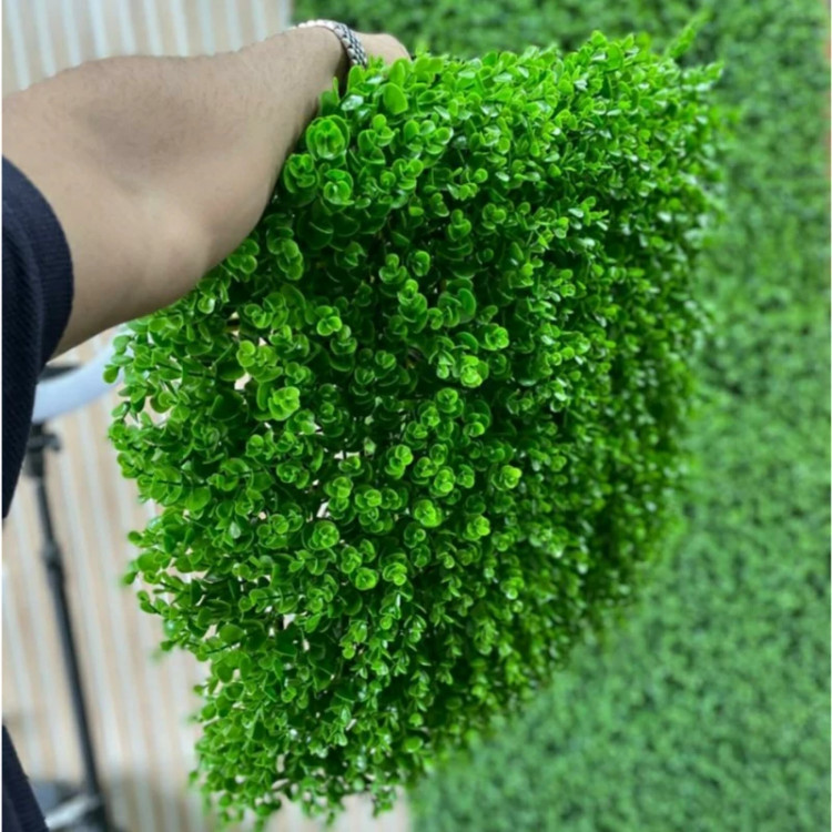 گرین وال شمشادی پرتراکم (دیوار سبز) 50در50 cm،(پس کرایه )