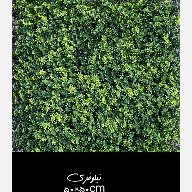 گرین وال نیلوفری پرتراکم ابعاد 50در50 cm گامان (دیوار سبز) (پس کرایه)