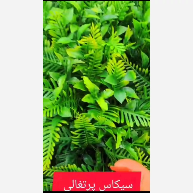 گرین وال سیکاس پرتغالی ابعاد 50در50 cm (دیوار سبز/گرینوال)(پس کرایه)
