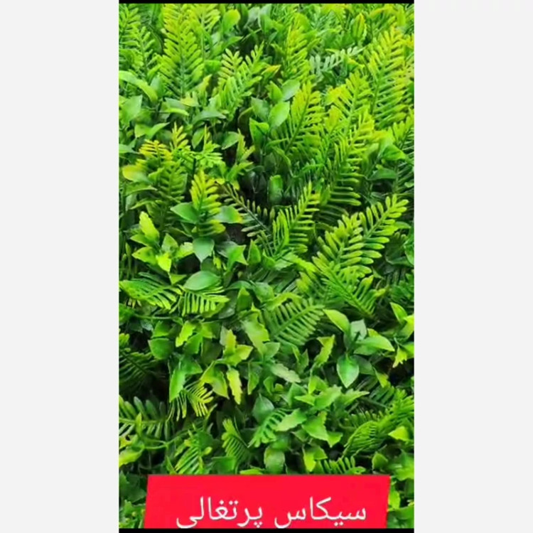 گرین وال سیکاس پرتغالی ابعاد 50در50 cm (دیوار سبز/گرینوال)(پس کرایه)