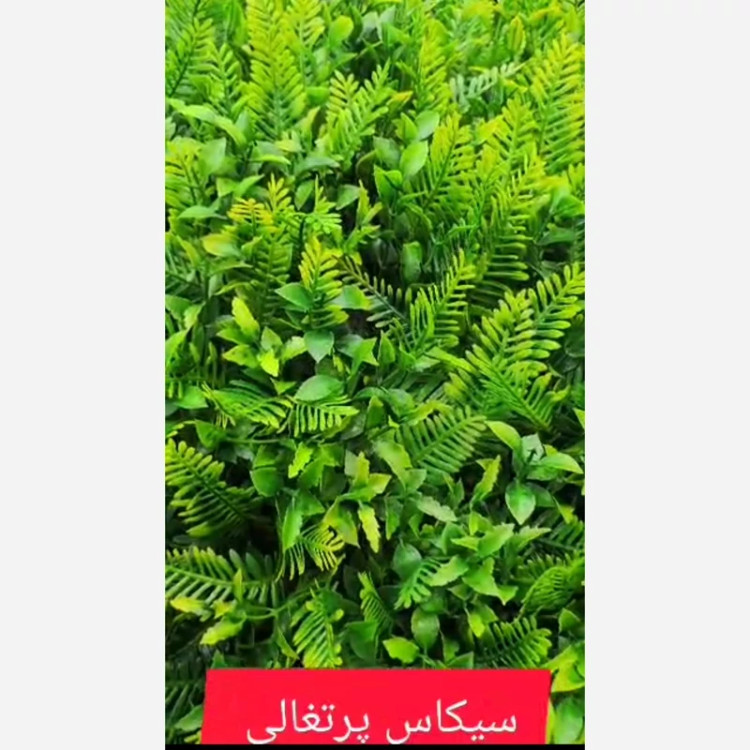 گرین وال سیکاس پرتغالی ابعاد 50در50 cm (دیوار سبز/گرینوال)(پس کرایه)