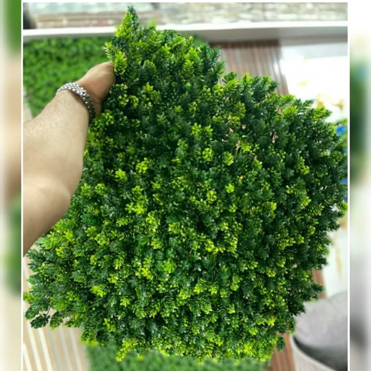 گرین وال کاج پرتراکم (دیوار سبز) ابعاد 50در50 cm (پس کرایه)