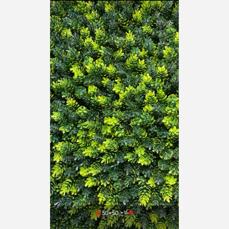 گرین وال کاج پرتراکم (دیوار سبز) ابعاد 50در50 cm (پس کرایه)