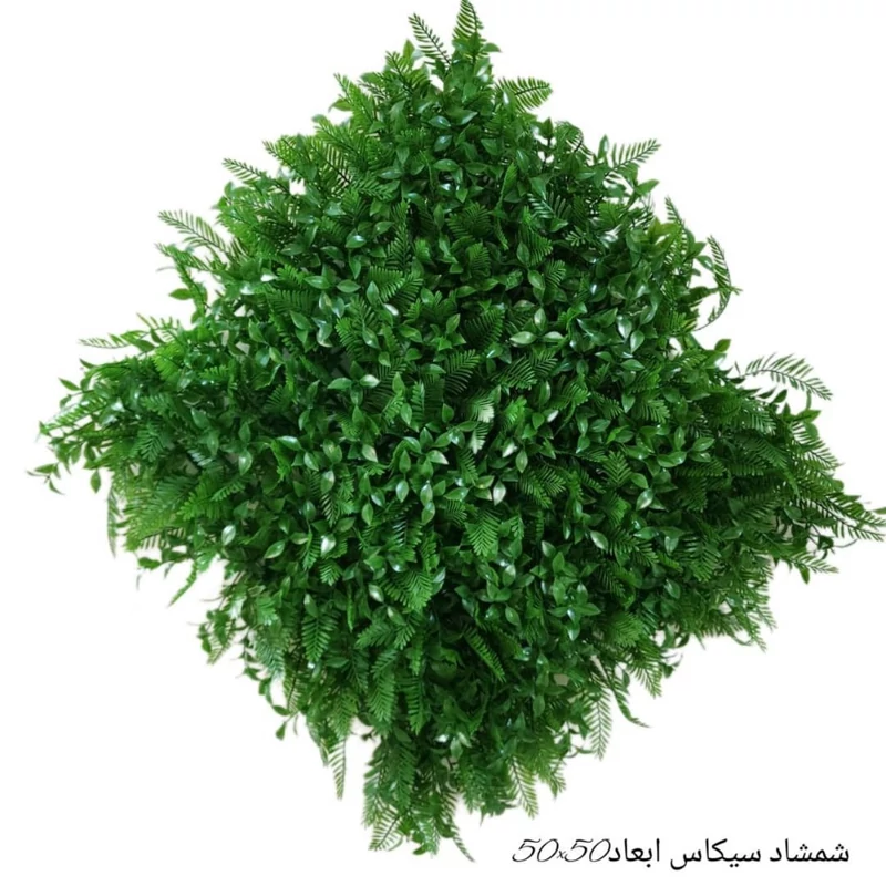 گرین وال(دیوار سبز) شمشاد سیکاس 50در50 cm پرتراکم رویال سبز(پس کرایه)