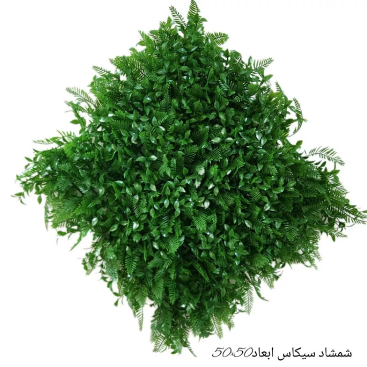 گرین وال(دیوار سبز) شمشاد سیکاس 50در50 cm پرتراکم رویال سبز(پس کرایه)