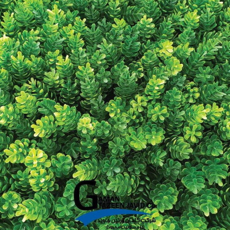 گرین وال (کد 17) ابعاد 50در50 cm، پرتراکم گامان (دیوارسبز) (پس کرایه)