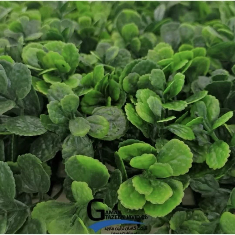 گرین وال مدل پونه ابعاد 30در40سانت، گامان (دیوار سبز) (پس کرایه)
