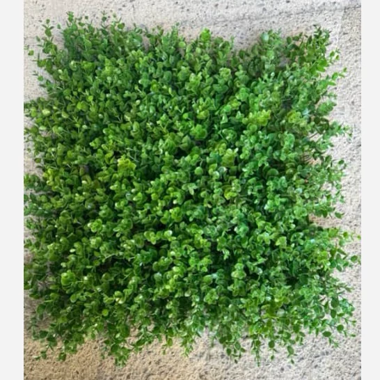 گرین وال (دیوار سبز) لیزوماکیا تک رنگ 50در50 cm (پس کرایه)