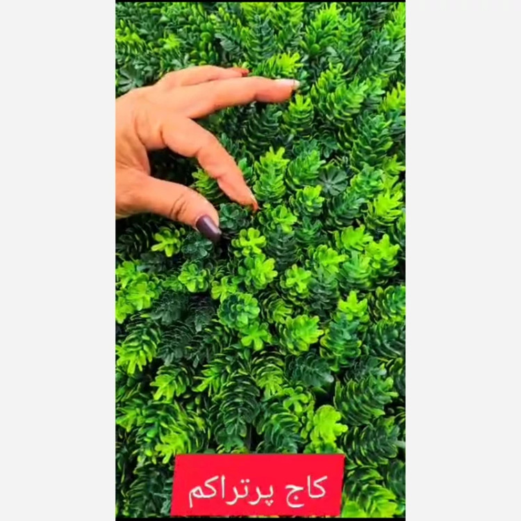 گرین وال کاج پرتراکم ابعاد 50در50 cm (دیوار سبز/گرینوال)(پس کرایه)