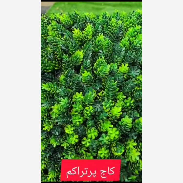 گرین وال کاج پرتراکم ابعاد 50در50 cm (دیوار سبز/گرینوال)(پس کرایه)