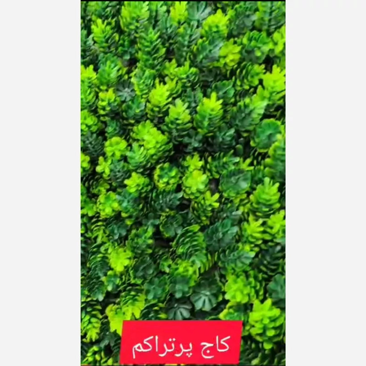 گرین وال کاج پرتراکم ابعاد 50در50 cm (دیوار سبز/گرینوال)(پس کرایه)