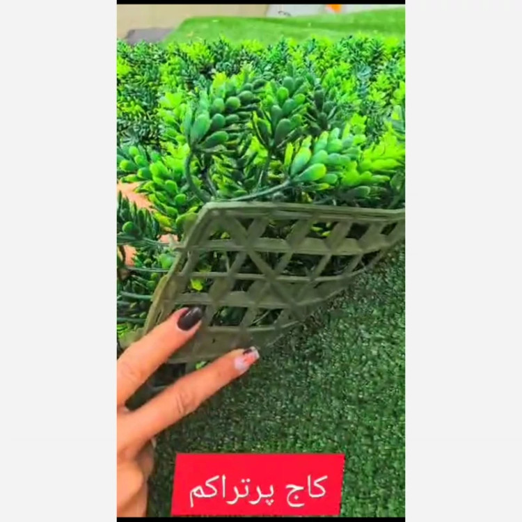 گرین وال کاج پرتراکم ابعاد 50در50 cm (دیوار سبز/گرینوال)(پس کرایه)