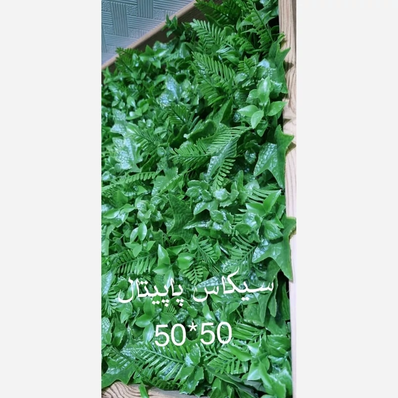 گرین وال برگ سیکاس پاپیتال ابعاد 50در50 cm (دیوار سبز/گرینوال)(پس کرایه)