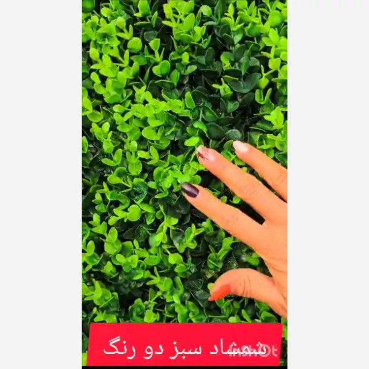 گرین وال شمشاد سبز دو رنگ ابعاد 50در50 cm (دیوار سبز/گرینوال)(پس کرایه)