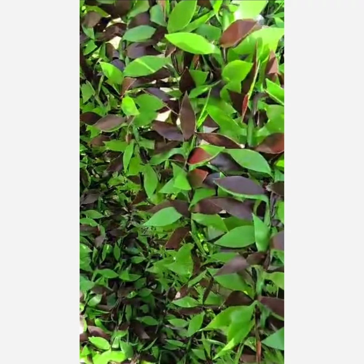 فنس برگی (ریحون) سبز و ارغوانی پرتراکم دهنه 5در5 رویال سبز (پس کرایه)