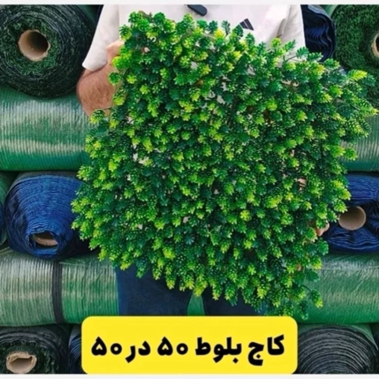 گرین وال (دیوار سبز) کاج بلوط 50در50 cm (پسکرایه)