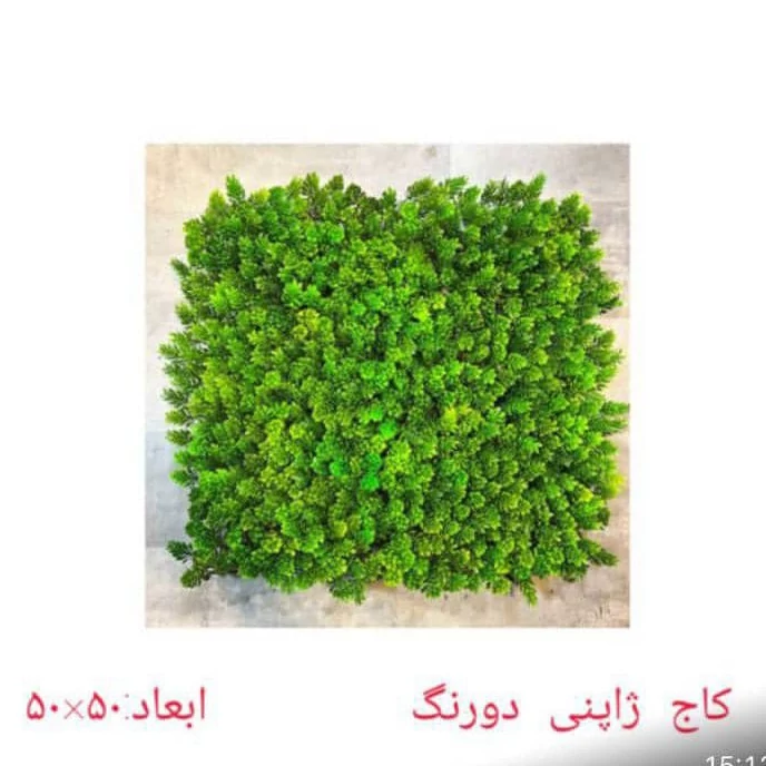 گرین وال (دیوار سبز) کاج دورنگ ژاپنی 50در50 cm (پس کرایه)