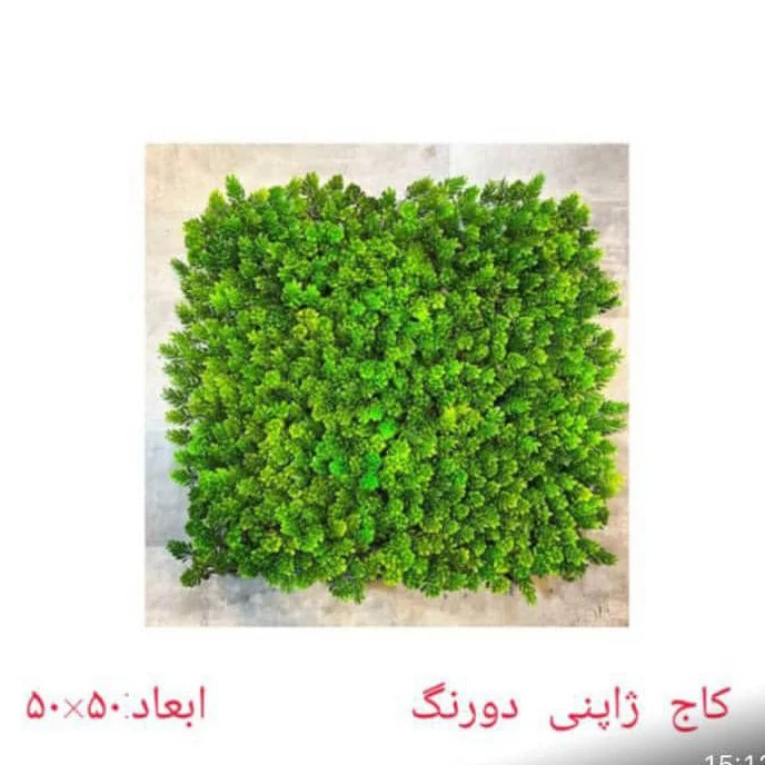 گرین وال (دیوار سبز) کاج دورنگ ژاپنی 50در50 cm (پس کرایه)