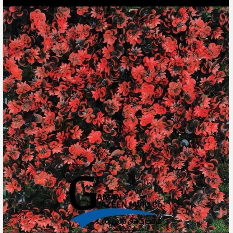 گرین وال قرمز مشکی ابعاد 50در50 cm،گامان (دیوار سبز)(پس کرایه)