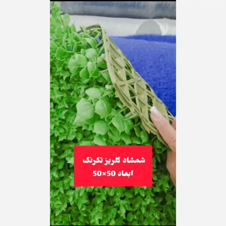 گرین وال شمشاد تک رنگ ابعاد 50در50 cm (دیوار سبز/گرینوال)(پس کرایه)