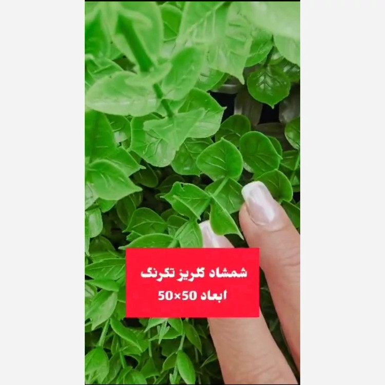 گرین وال شمشاد تک رنگ ابعاد 50در50 cm (دیوار سبز/گرینوال)(پس کرایه)
