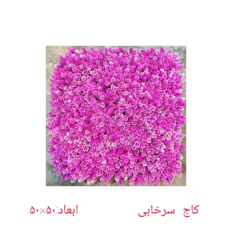 گرین وال (دیوار سبز) کاج سرخابی پرتراکم 50در50 cm (پس کرایه)