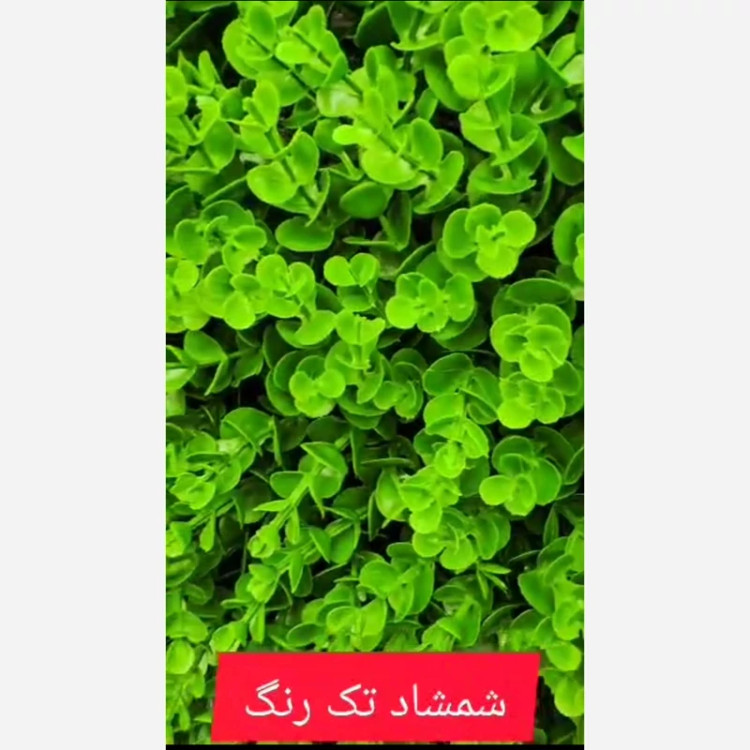 گرین وال شمشاد گلریز تکرنگ ابعاد 50در50 cm (دیوار سبز/گرینوال)(پس کرایه)