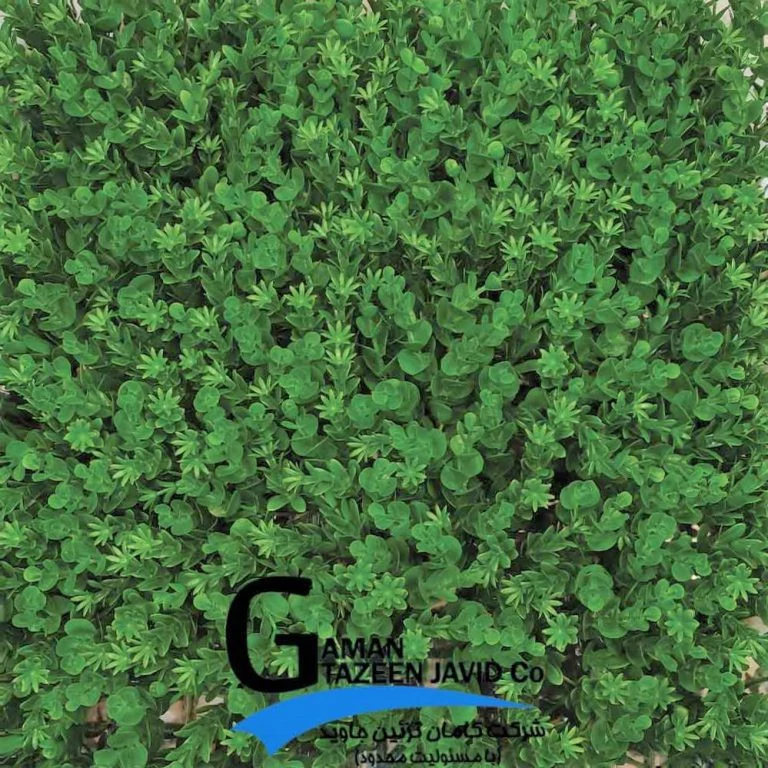 گرین وال (دیوار سبز) شمشاد ترکیبی 50در50 cm پرتراکم گامان (پس کرایه)