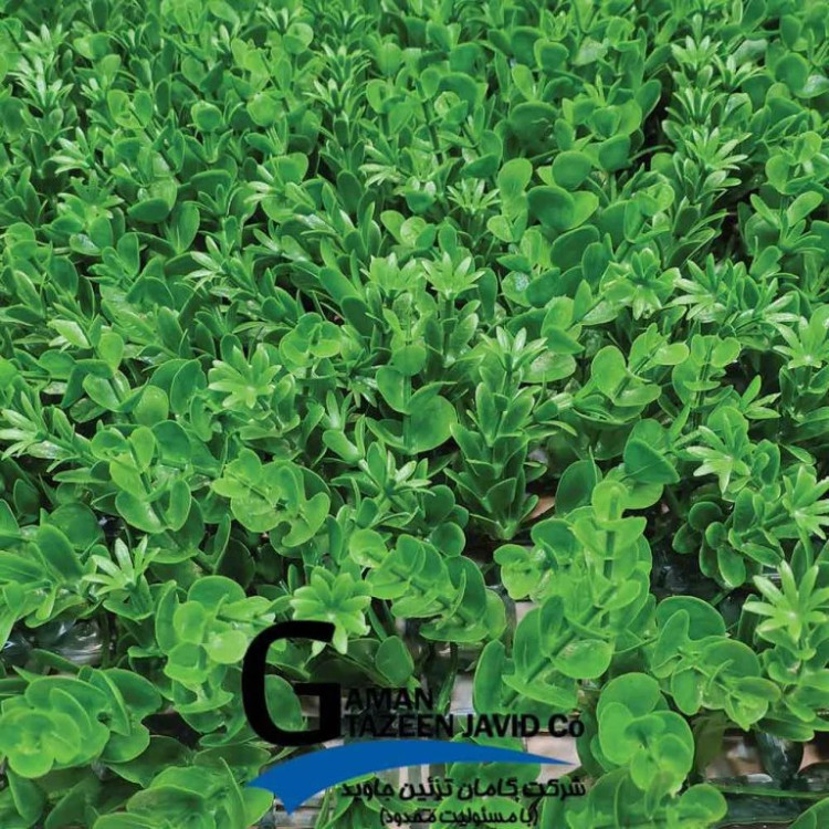 گرین وال (دیوار سبز) شمشاد ترکیبی 50در50 cm پرتراکم گامان (پس کرایه)