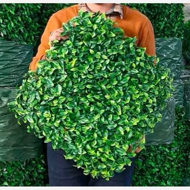 گرین وال(دیوار سبز) برگ ریحون 50در50 cm پرتراکم گامان(پس کرایه)
