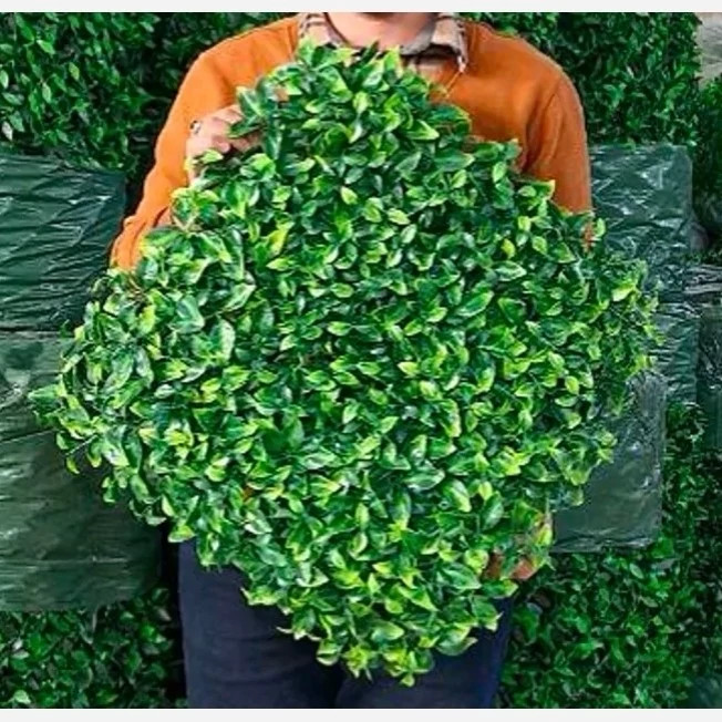 گرین وال(دیوار سبز) برگ ریحون 50در50 cm پرتراکم گامان(پس کرایه)