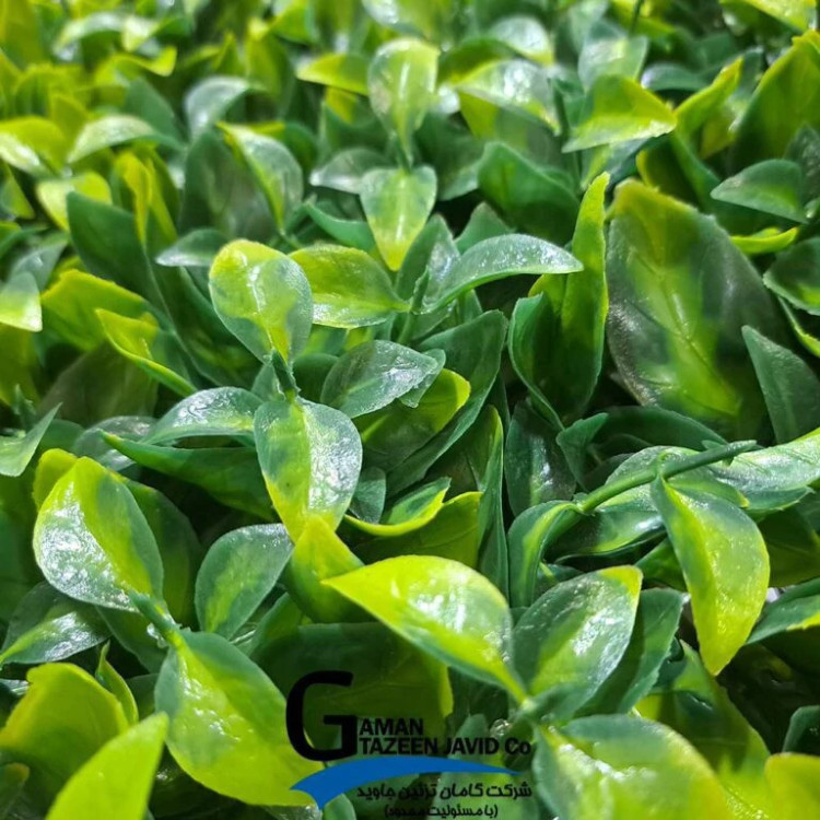 گرین وال(دیوار سبز) برگ ریحون 50در50 cm پرتراکم گامان(پس کرایه)