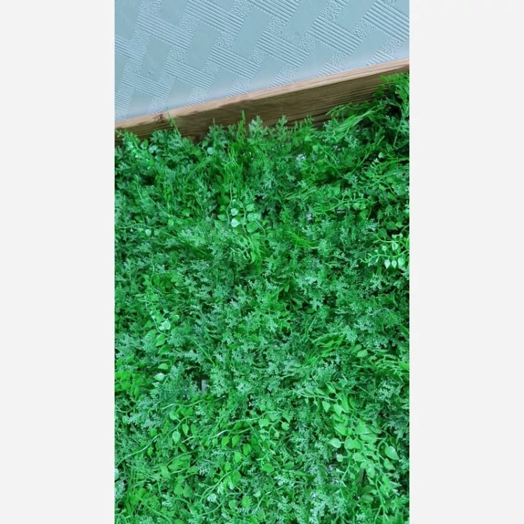 گرین وال (دیوار سبز) پیچک کاج 50در50 cm (پس کرایه)