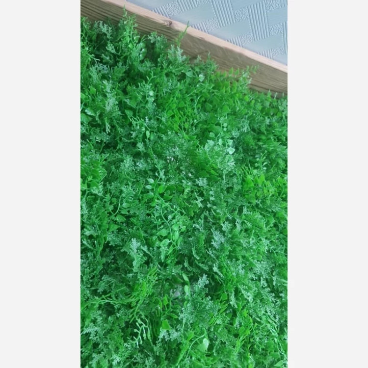 گرین وال (دیوار سبز) پیچک کاج 50در50 cm (پس کرایه)