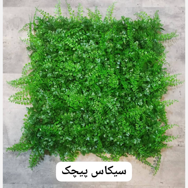 گرین وال (دیوار سبز) سیکاس پیچک 50در50 cm (پس کرایه)