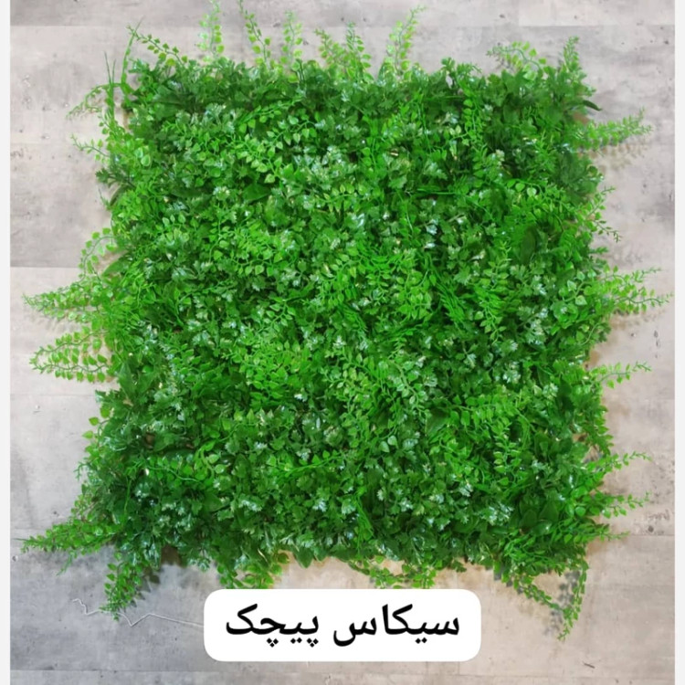 گرین وال (دیوار سبز) سیکاس پیچک 50در50 cm (پس کرایه)