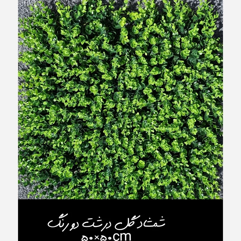 گرین وال(دیوار سبز) شمشاد گل درشت دورنگ 50در50 cm پرتراکم رویال سبز(پس کرایه)