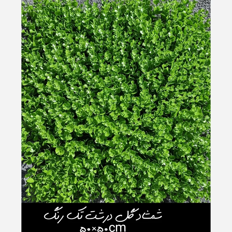 گرین وال(دیوار سبز) شمشاد گل درشت تک رنگ 50در50 cm پرتراکم رویال سبز(پس کرایه)