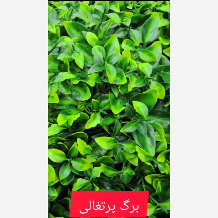 گرین وال برگ پرتغالی ابعاد 50در50 cm (دیوار سبز/گرینوال)(پس کرایه)