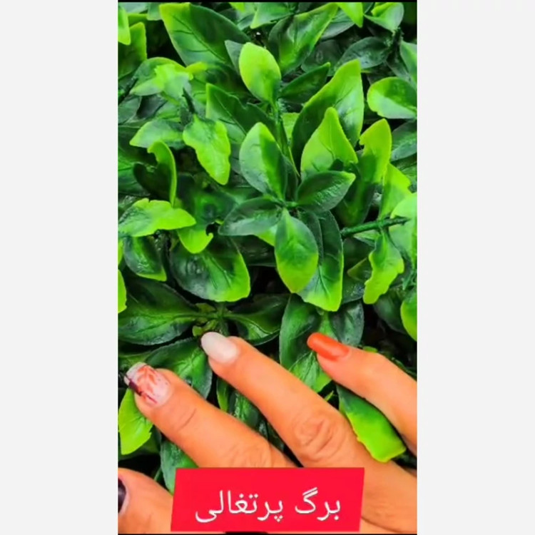 گرین وال برگ پرتغالی ابعاد 50در50 cm (دیوار سبز/گرینوال)(پس کرایه)
