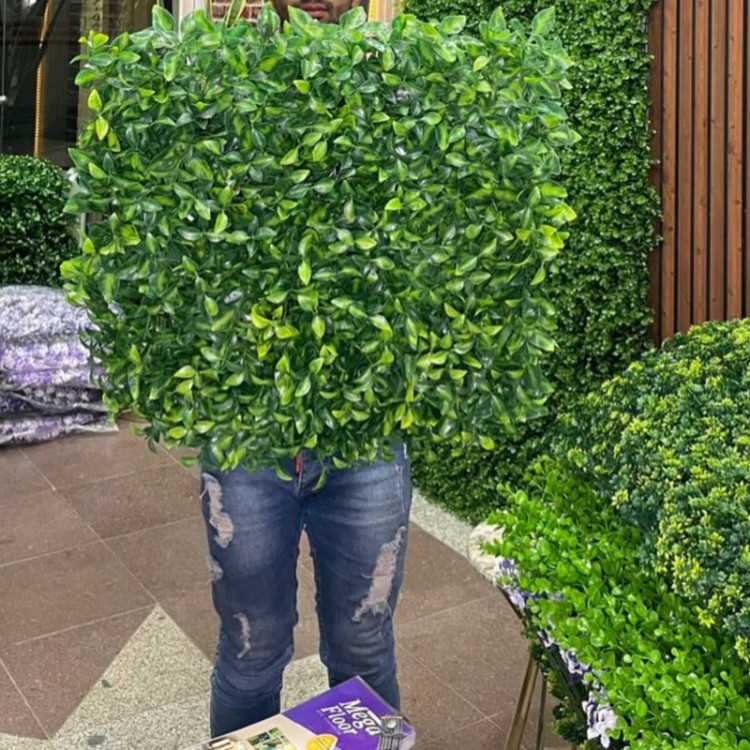 گرین وال پرتقالی پرتراکم (دیوار سبز) ابعاد 50در50 cm (پس کرایه)