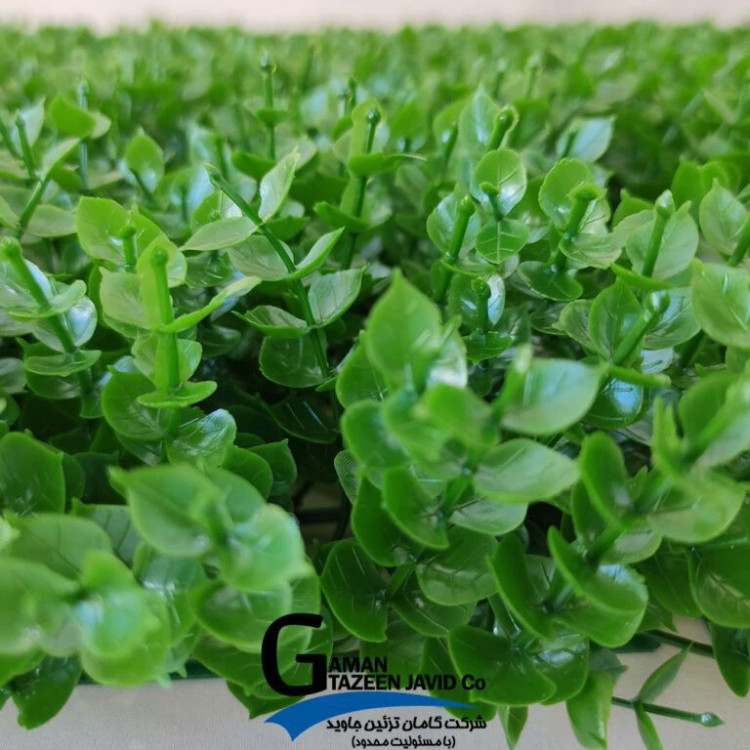 گرین وال(دیوار سبز) برگ شمشاد 50در50 cm پرتراکم گامان(پس کرایه)