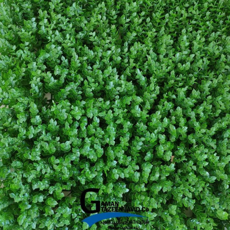 گرین وال(دیوار سبز) برگ شمشاد 50در50 cm پرتراکم گامان(پس کرایه)