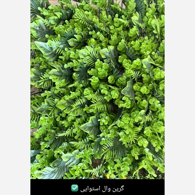 گرین وال استوایی ابعاد 50در50cm (دیوار سبز/گرینوال) (پسکرایه)