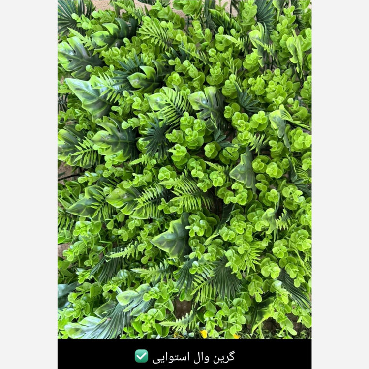 گرین وال استوایی ابعاد 50در50cm (دیوار سبز/گرینوال) (پسکرایه)
