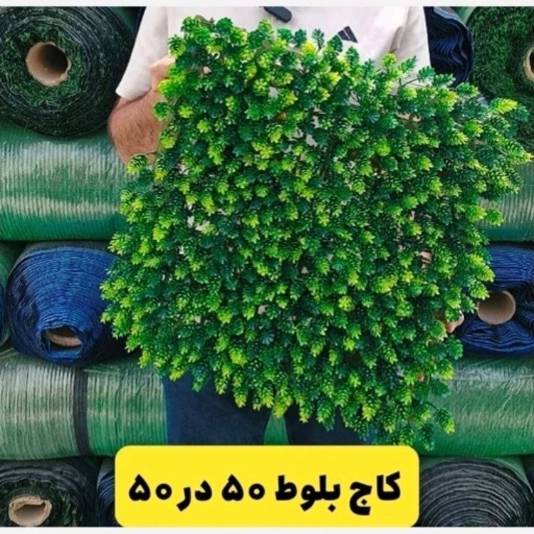 گرین وال (دیوار سبز) کاج بلوط 50در50 cm (پسکرایه)