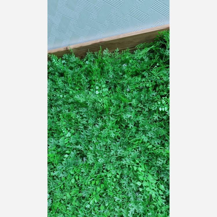 گرین وال (دیوار سبز) پیچک کاج 50در50 cm (پس کرایه)